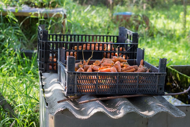 arodsje-carrot-1705177_640
